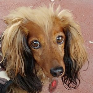 Meet your Posher, Merylee